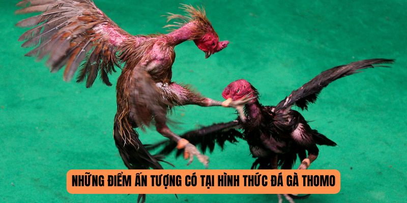 Những điểm ấn tượng có tại hình thức đá gà Thomo