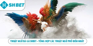 Thuật ngữ đá gà SHBET tổng hợp các thuật ngữ phổ biến nhất