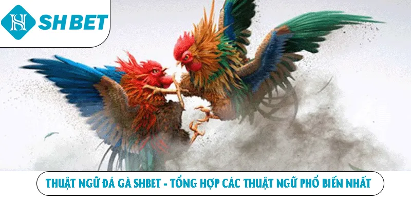 Thuật ngữ đá gà SHBET tổng hợp các thuật ngữ phổ biến nhất
